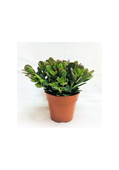 Crassula Şans Para Çiçeği Zenginlik Çiçeği Fidanı 10-20 Cm