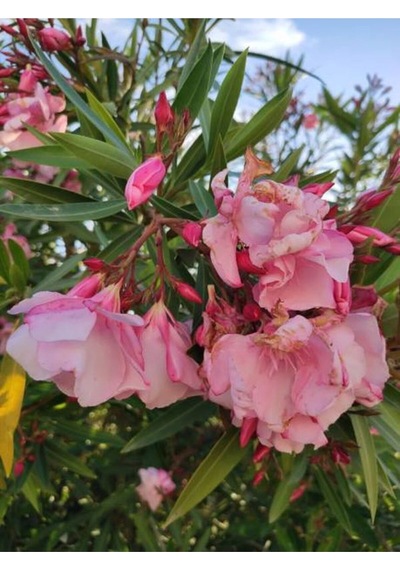 Zakkum Fidanı Pembe 1 Adet Saksılı/tüplü 70-100cm Dış Mekan Oleander