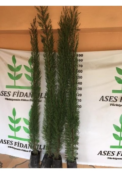4 ADET 200 CM ÜSTÜ KARA SELVİ FİDANI