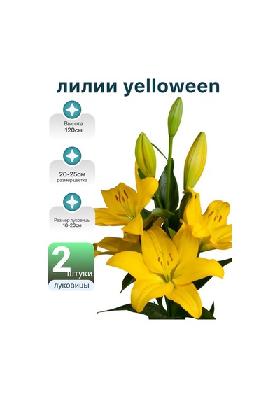 Yelloween Çeşidi 2 Adet Zambak Soğanı