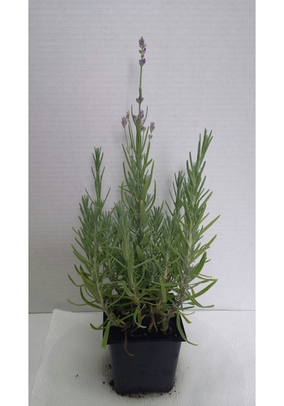 Lavanta Lavandula Angustifolia 3 Adet