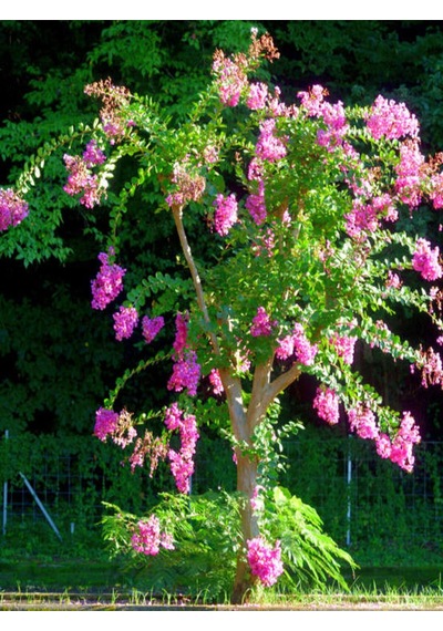 Videolu Pembe Oya Ağacı Fidanı 1 Adet Saksılı Dış Mekan Bitkisi Lagerstroemia Indica