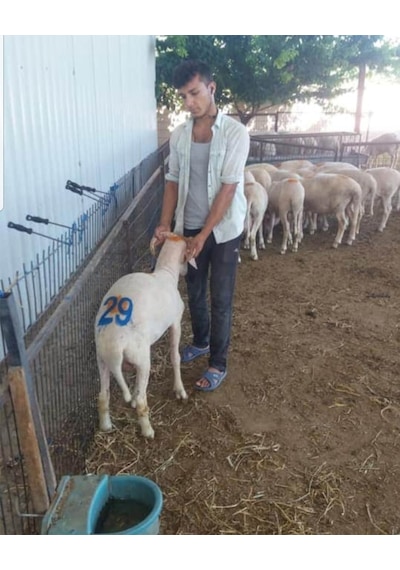 Hayvan Numaralandırma Damga Seti 0-9