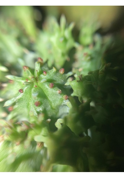 Zevli Ateliera El Yapımı Beton Saksı + Canlı Sukulent & Kaktüs Koleksiyonu Antrasit, Geo, Euphorbia Submammillaris Var. Pfersdorfii