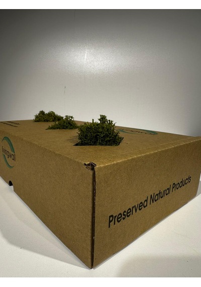 Reindermoss Şoklanmış Norveç Yosunu Terarium Yosunu Midium Green 500 Gr.
