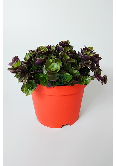 Callisia Repens Turtle Vine Dekoratif Sarkan Ev Bitkisi