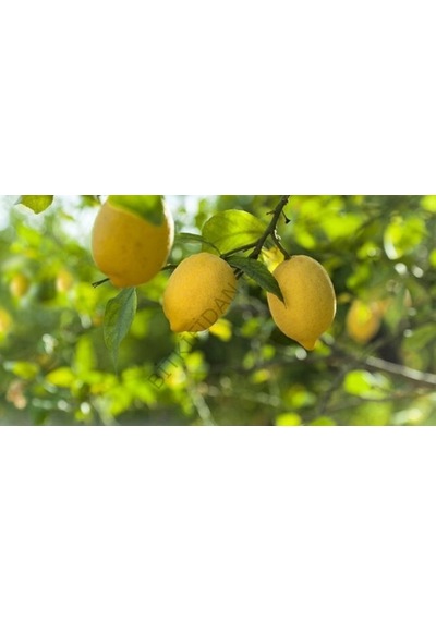 4 Yaş Mayer Yediveren Limon