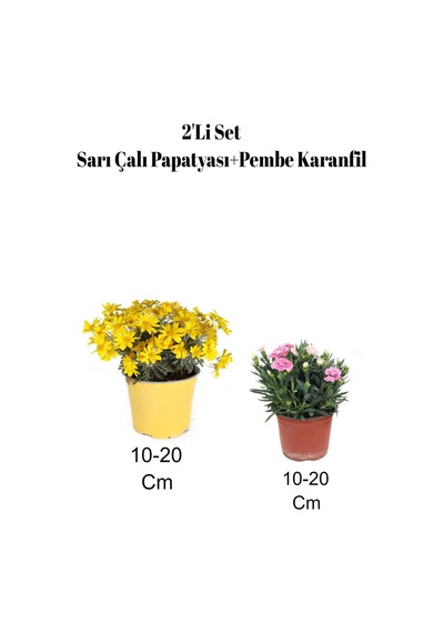 2'li Set Sarı Çalı Papatyası+pembe Karanfil Çiçeği Dış Mekan Bitkisi