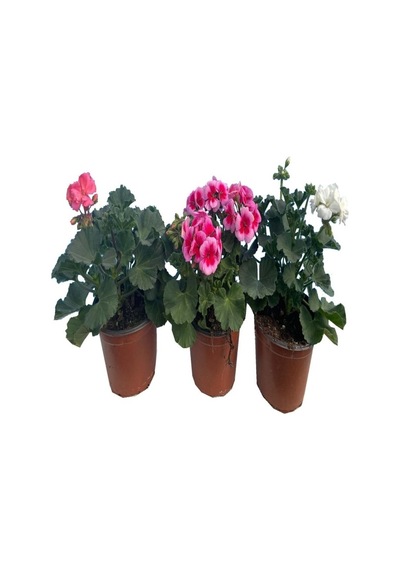 Sardunya Çiçeği Fidanı 10-20 Cm