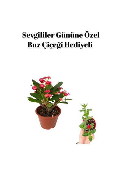 Kadınlar Gününe Özel Kırmızı Renk Milli Diken-kaktüs Buz Çiçeği Hediyeli