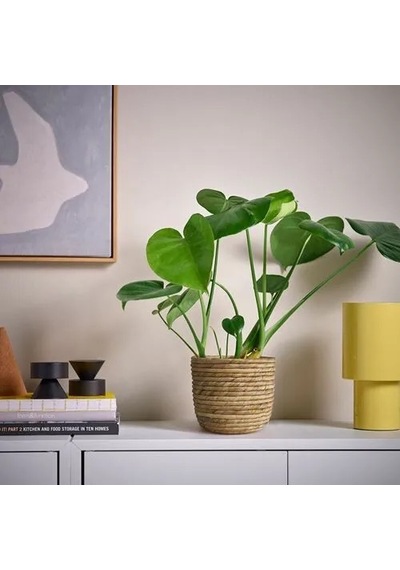 Ikea Sandödla Rattan Saksı , Su Sümbülü, 15 Cm -