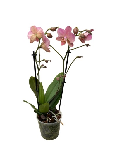 Phalaenopsis 'treviso' Pembe Orkide Ø12 Cm 45-50 Cm