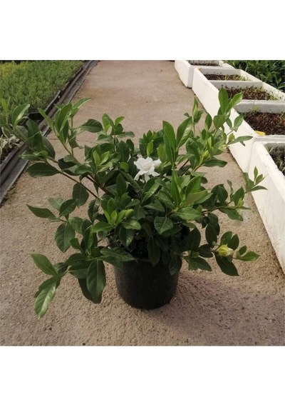 Videolu Anneler Gününe Özel Gardenya 40 50 Cm 1 Adet Saksılı Iç Mekan Bitkisi Gardenia