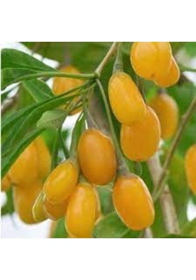 15 Adet Tohum Yeni Sezon Organik Sarı Goji Berry Tohum Yeni Mahsü