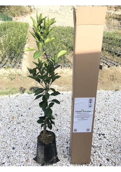 Tüplü Aşılı Red Blood Orange Portakal Fidanı 2 Yaş 90-110 Cm Boy