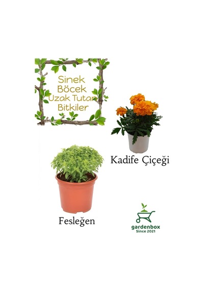 Kokulu Sinek Kovucu Bitki Seti Fesleğen+turuncu Kadife Çiçeği 10-20cm Boylarında