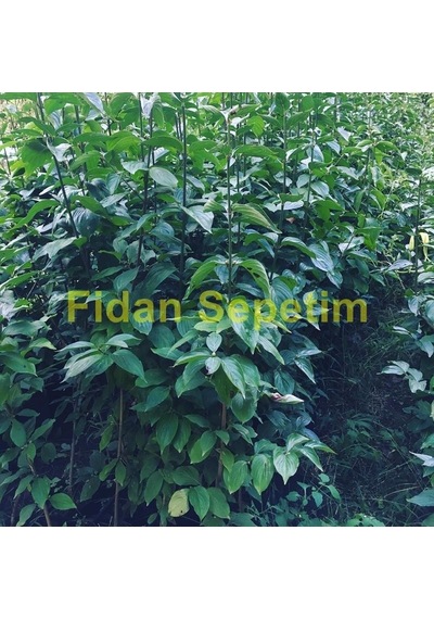 3 Yaş Aşılı Kızılcık Fidanı
