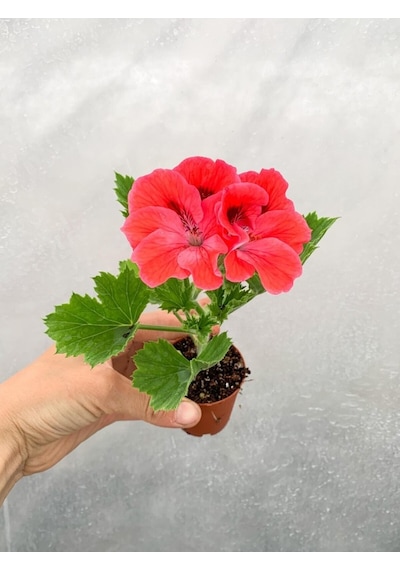 Saksılı Ceylan Gözü Canlı Çiçek 1 Adet 10-20 Cm