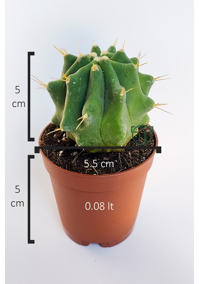 Ferocactus Glaucescens Kuraklığa Dayanıklı Bitki Özel Tür Katküs