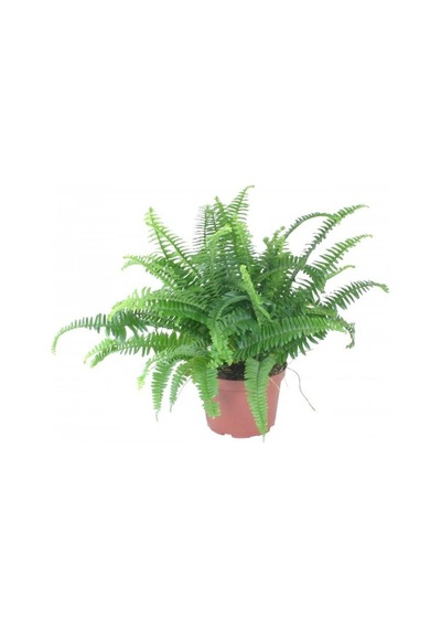 Aşk Merdiveni Nephrolepis 20-40 Cm