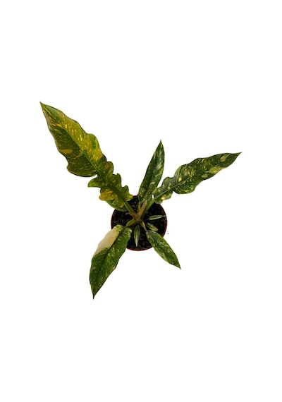 Philodendron 'Ring Of Fire' Ø12 CM Y20-25 CM