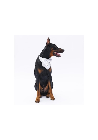Pawstar Gri Smokin Kedi Köpek Fuları Pet Bandanası