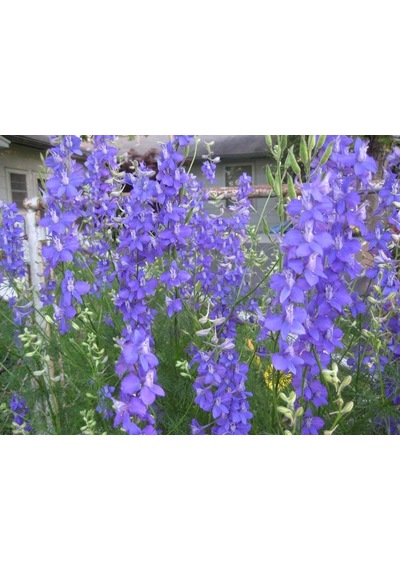 Blue Spike Delphinium Hezaren Çiçeği Tohumu 50 Tohum