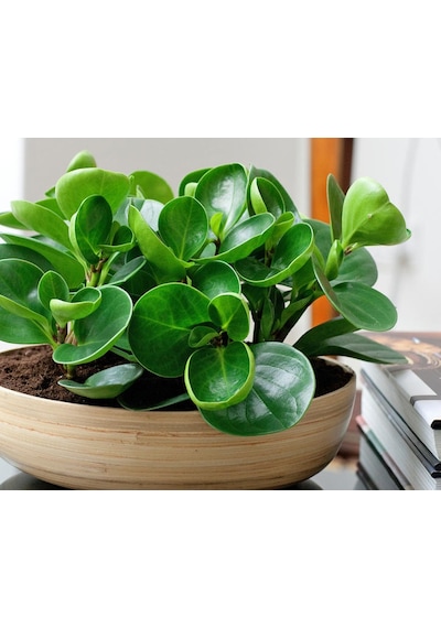 Peperomia & Alacalı Kauçuk & Starliçe