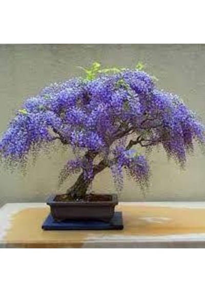 10 Adet Tohum Bodur Jakaranda Bonsai Ağacı Tohumu Sürpriz Hediye Bonsai Ağacı Tohumludur