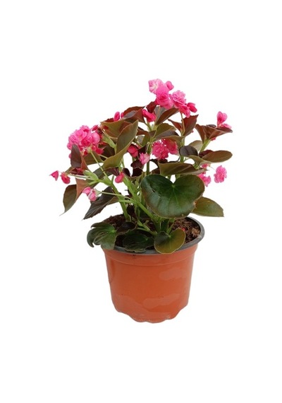 Begonia Begonya Çiçeği Pembe 10-20 Cm