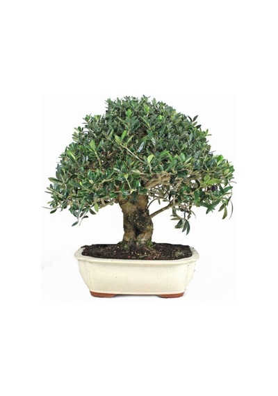 Bodur Defne Bonzai Ağacı Tohumu 3 Adet Bonsai Ağacı Tohumu
