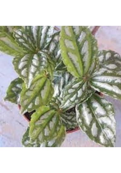 Karyağdı Alüminyum Çiçeği Topçu Çiçeği Pilea Cadierei 3 Adet