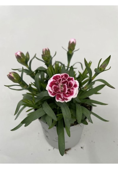 Avantajlı 4 Adet Karanfil Çiçeği Saksılı Bodur Tüs Mis Kokulu 15-25cm