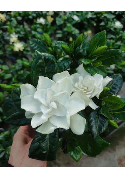 Gardenya Yoğun Kokulu 1 Adet Saksılı Gardenia Jasminoides