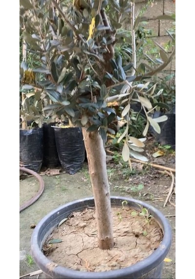 SAKSIDA YARI BODUR 7-10 KUTUR GEMLİK ZEYTİN FİDANI 4-5 YAŞ 50-70 CM BOY