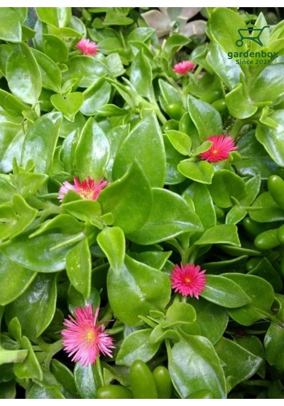 Yayılıcı Buz Çiçeği 10 Adet Viyolde 10-15cm Delosperma