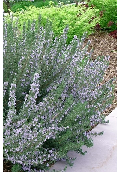 Biberiye Rosmarinus Officinalis 20 Adet