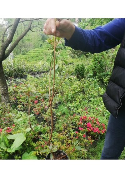 Açelya Çiçeği Kırmızı 30-50 Cm Tüplü Ve Saksılı