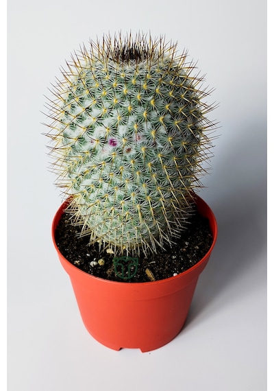 Mammillaria Haageana Koleksiyonluk Çok Dikenli Kaktüs 8.5 Cm