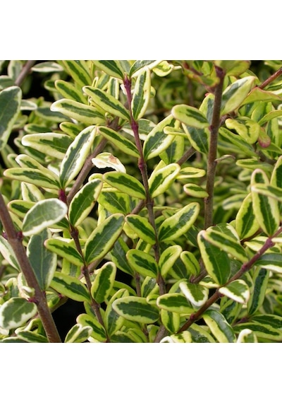 Yayılıcı - Yer Örtücü 'lonicera Lemon Beauty' 5'liset
