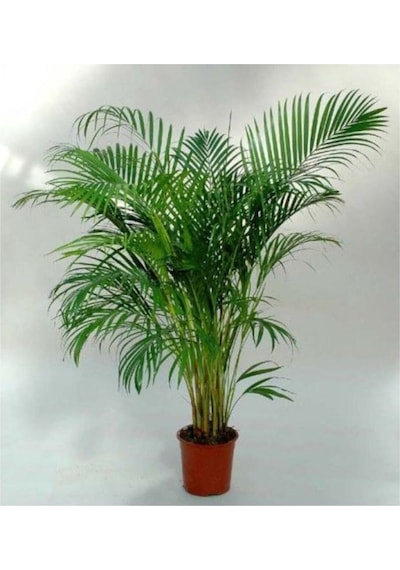 Areka Palmiyesi 100 -120cm Areka-palmiyesi