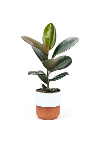 Kauçuk - Ficus Elastica Robusta Canlı Salon Bitkisi 20-45cm