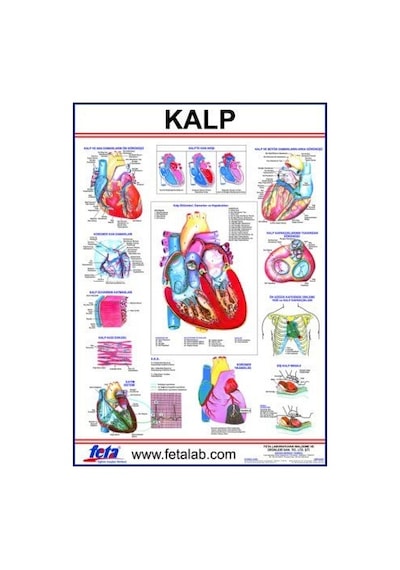 KALP LEVHASI EDULAB
