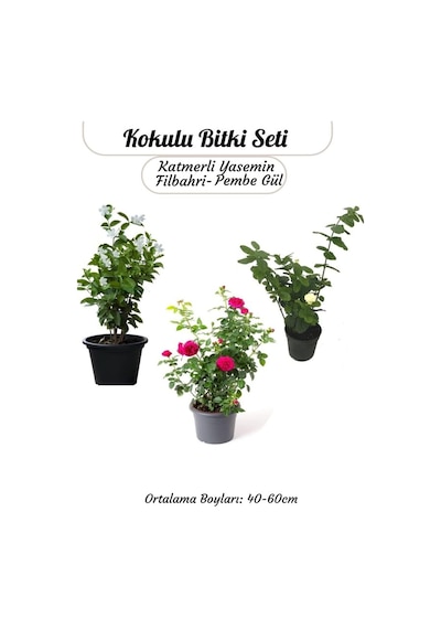 Kokulu Bitki Seti Katmerli Ful Yasemin +filbahri +ısparta Gülü Bahçe Balkon Bitkisi Genel