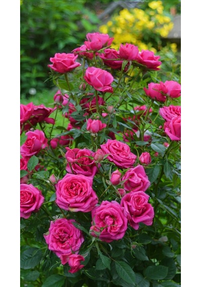 Saksıda Koyu Pembe Gül Fidanı