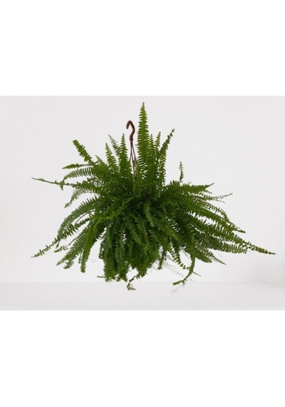 Aşk Merdiveni Askılı Nephrolepis 30-40 Cm