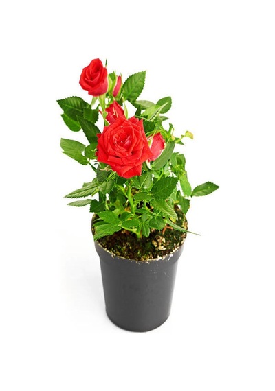 4'lü Bahçe Seti Kırmızı+ Beyaz+ Sarı+ Pembe Gül Fidanları 15-25 Cm Dış Mekan Bitkileri