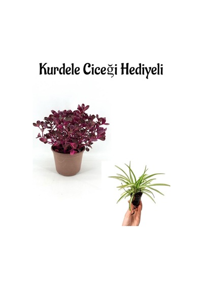 Kadınlar Gününe Özel Çingene Şalvarı Çiçeği Bitkisi Kurdele Çiçeği Hediyeli