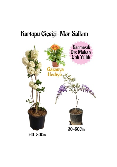 Kartopu Çiçeği 1 Adet+mor Salkım 1 Adet+turuncu Gazanya Saksılı Bahçe Seti