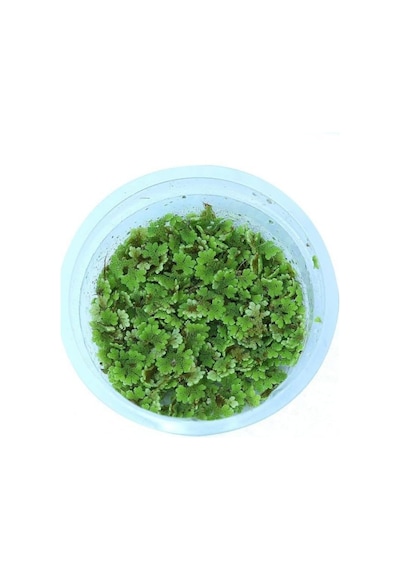 Ayrex Azolla Caroliniana 30 Cc Kapta Su Üstü Bitkisi Yavru Saklanması İçin Akvaryum, Havuz Bitkisi
